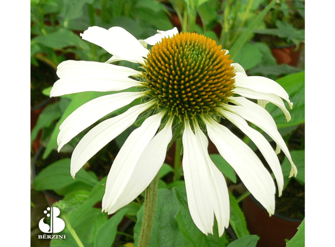 Echinacea purpurea   'White Swan'